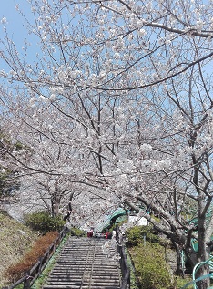 陣笠山桜.jpg