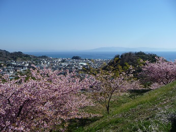 駿河湾と河津桜.jpg